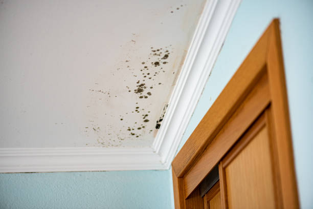 Best Crawl Space Mold Removal  in Morton, MS