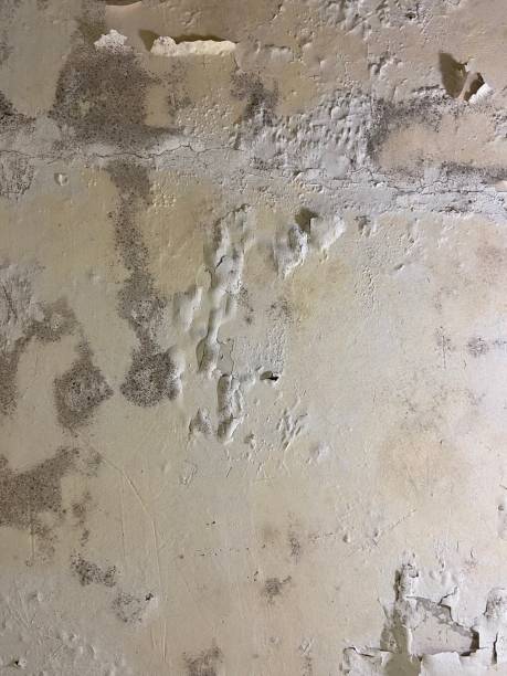 Trusted Morton, MS Mold Removal Experts