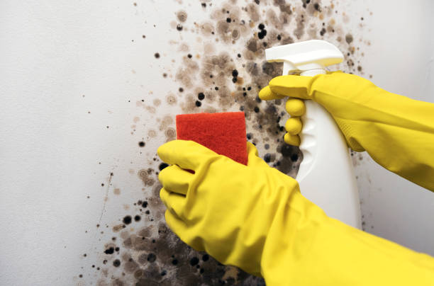 Best Commercial Mold Removal  in Morton, MS