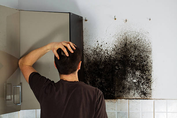 Best Mold Cleaning Services  in Morton, MS