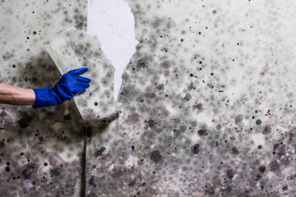 Best Mold Testing  in Morton, MS